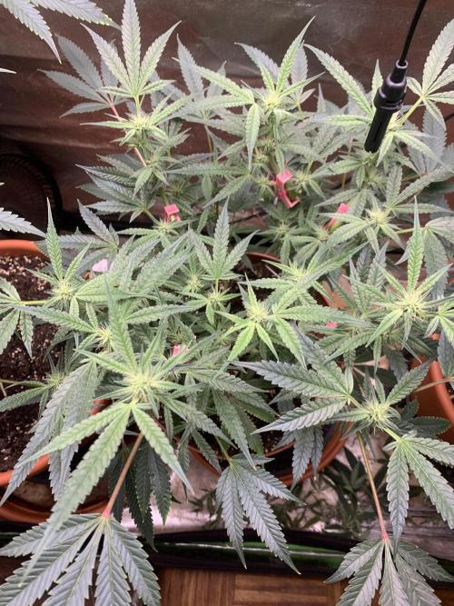 Jelly Donutz - Humboldt Seed Company. Week 4 - #2