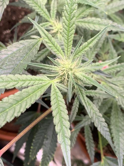 Jelly Donutz - Humboldt Seed Company. Week 4 - #2