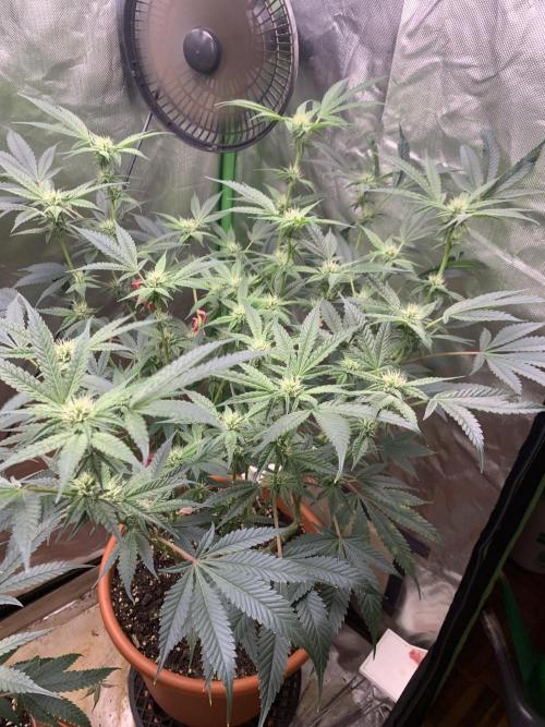 Jelly Donutz - Humboldt Seed Company. Week 4 - #3