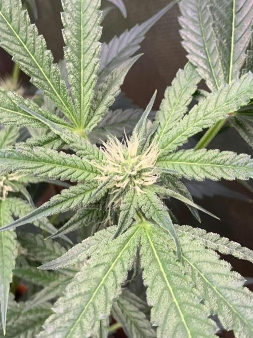 Jelly Donutz - Humboldt Seed Company. Week 4 - #3