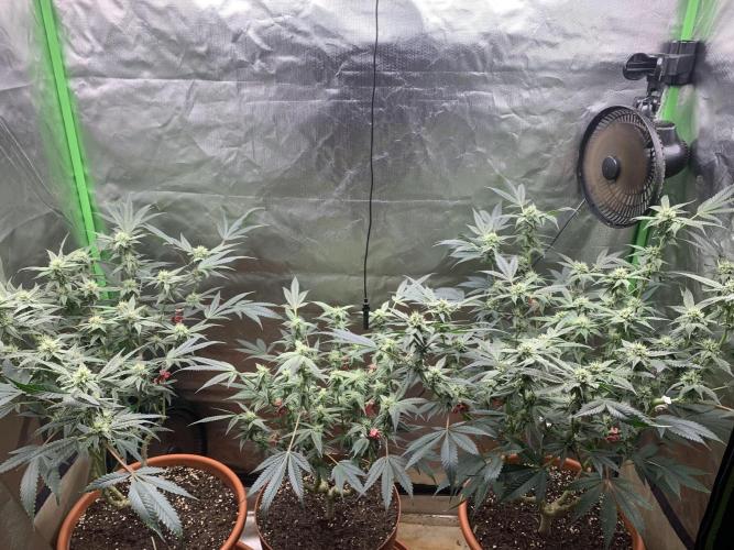 Jelly Donutz - Humboldt Seed Company. Week 5