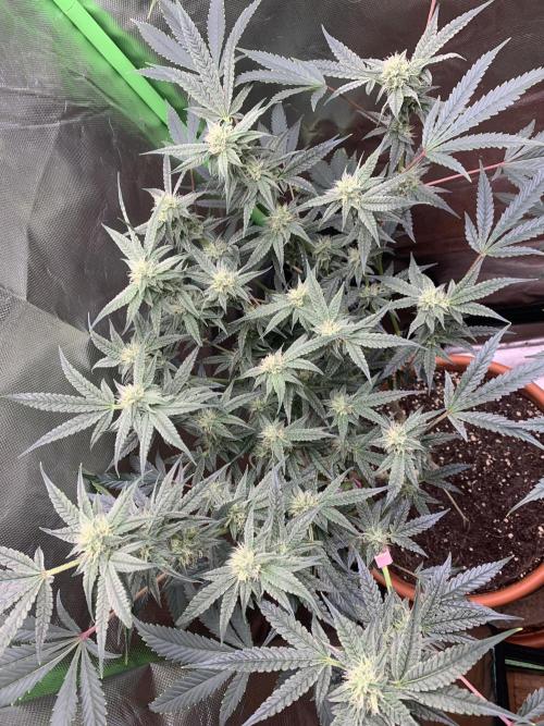 Jelly Donutz - Humboldt Seed Company. Week 5 - #1