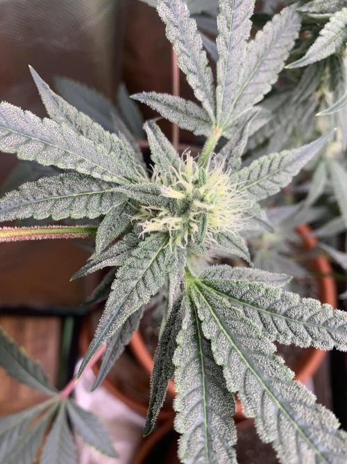 Jelly Donutz - Humboldt Seed Company. Week 5 - #1
