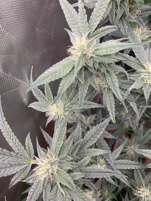 Jelly Donutz - Humboldt Seed Company. Week 5 - #1