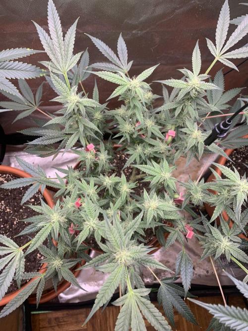 Jelly Donutz - Humboldt Seed Company. Week 5 - #2