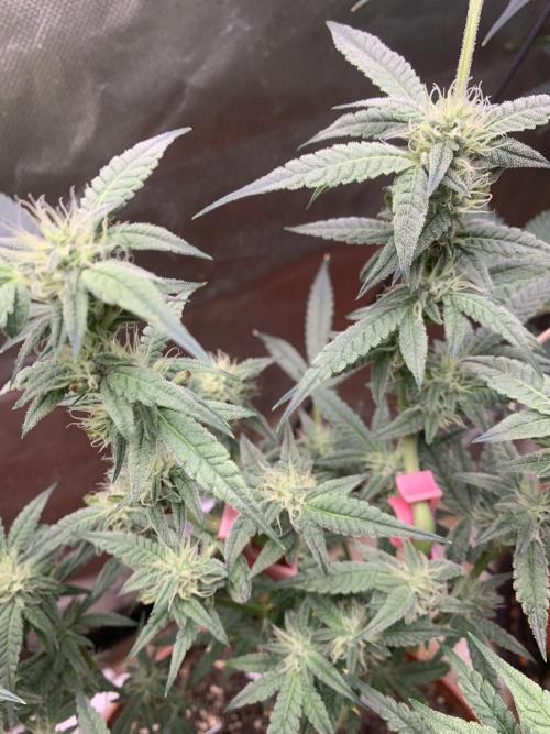 Jelly Donutz - Humboldt Seed Company. Week 5 - #2