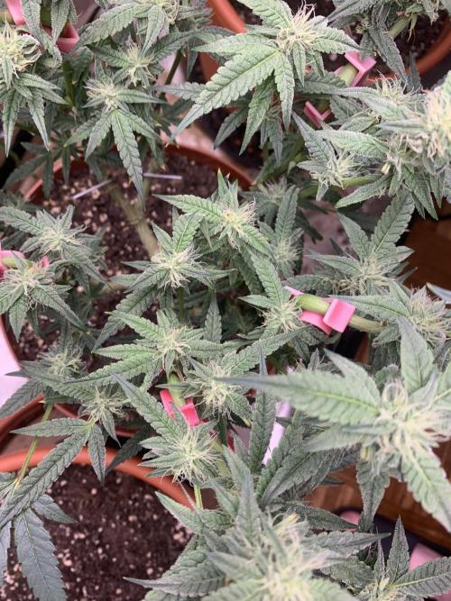 Jelly Donutz - Humboldt Seed Company. Week 5 - #2