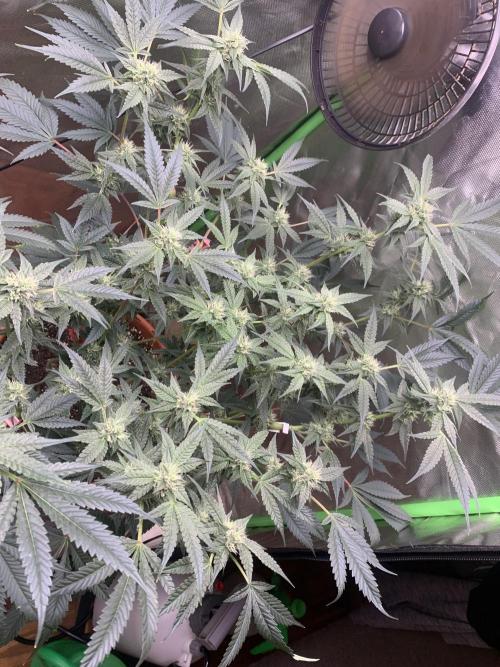 Jelly Donutz - Humboldt Seed Company. Week 5 - #3