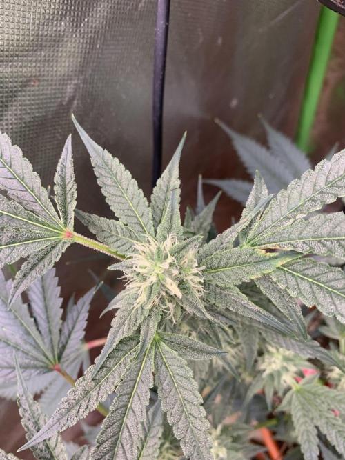 Jelly Donutz - Humboldt Seed Company. Week 5 - #3