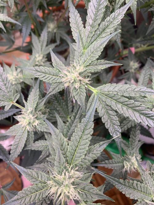 Jelly Donutz. Week 5