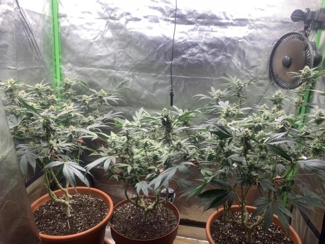 Jelly Donutz - Humboldt Seed Company. Week 6