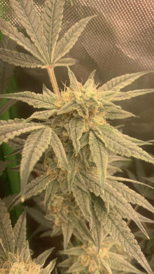 Jelly Donutz - Humboldt Seed Company. Week 6 - #1