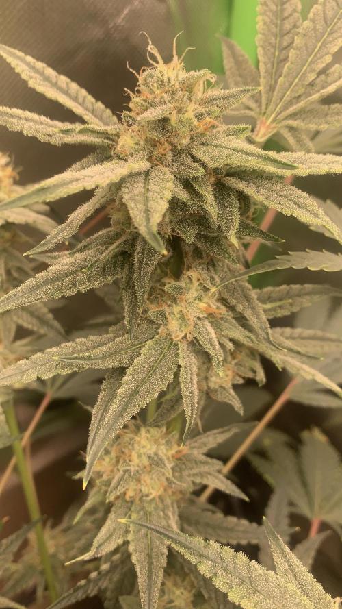 Jelly Donutz - Humboldt Seed Company. Week 6 - #1