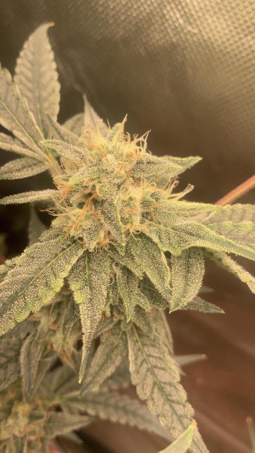 Jelly Donutz - Humboldt Seed Company. Week 6 - #1