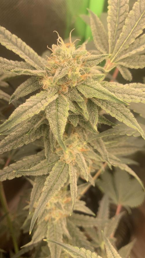 Jelly Donutz - Humboldt Seed Company. Week 6 - #1