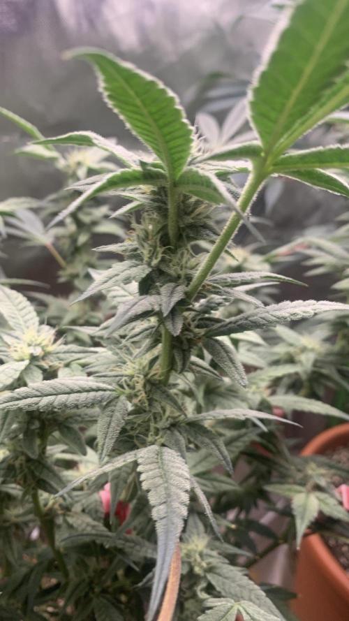 Jelly Donutz - Humboldt Seed Company. Week 6 - #2