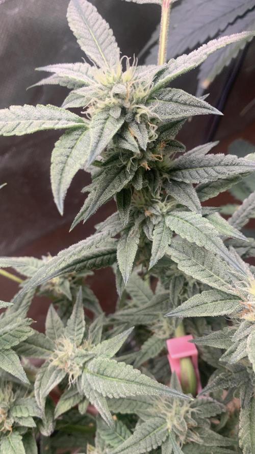 Jelly Donutz - Humboldt Seed Company. Week 6 - #2