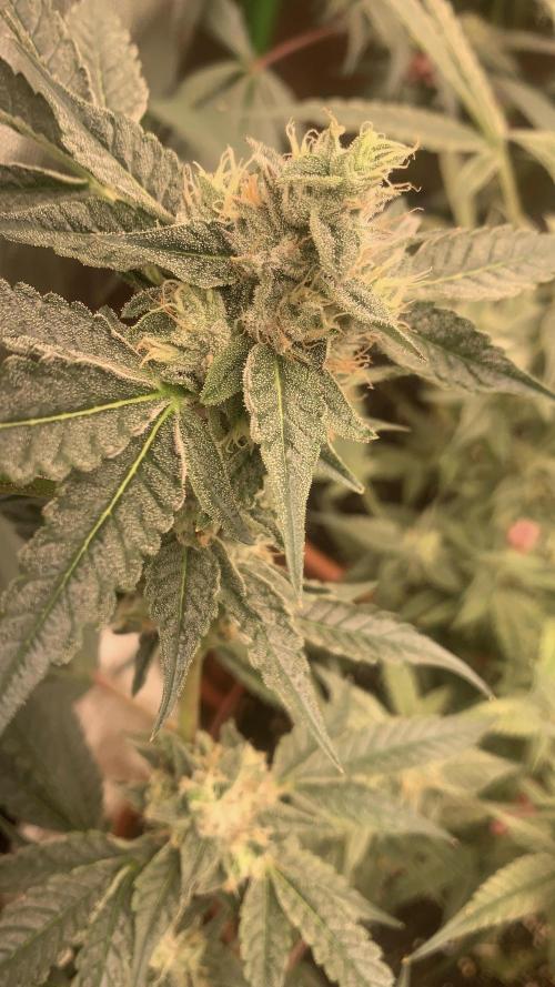 Jelly Donutz - Humboldt Seed Company. Week 6 - #3