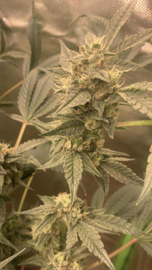 Jelly Donutz - Humboldt Seed Company. Week 6 - #3