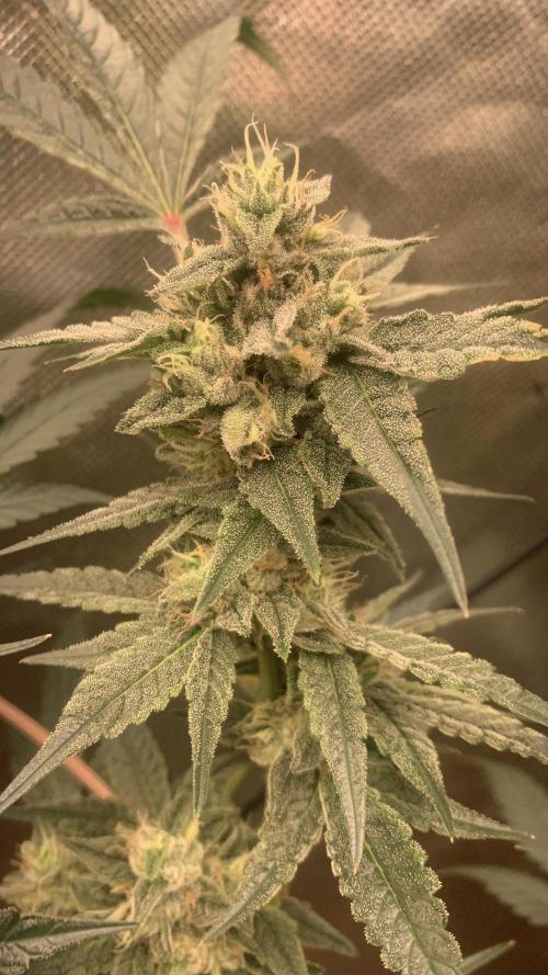 Jelly Donutz - Humboldt Seed Company. Week 6 - #3