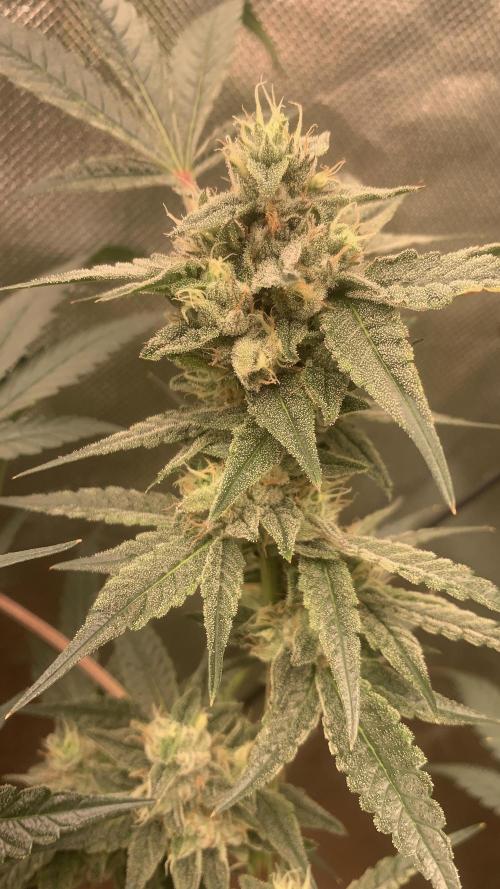 Jelly Donutz - Humboldt Seed Company. Week 6 - #3