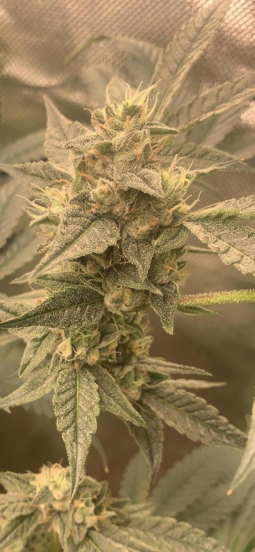 Jelly Donutz. Week 6