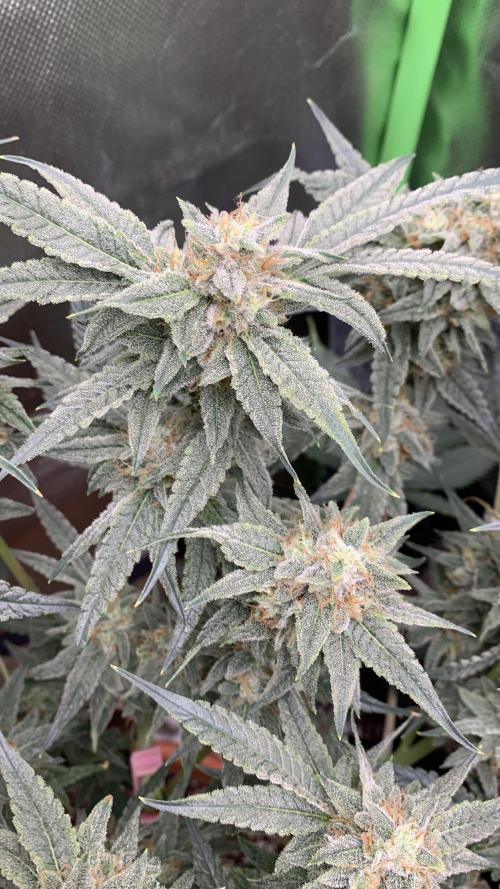 Jelly Donutz - Humboldt Seed Company. Week 7 - #1