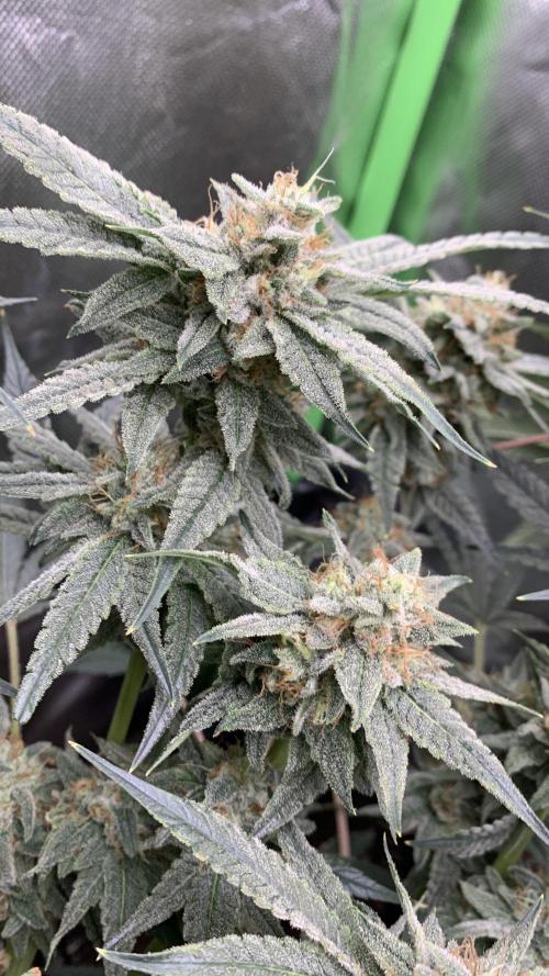 Jelly Donutz - Humboldt Seed Company. Week 7 - #1