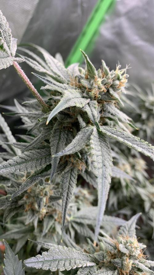 Jelly Donutz - Humboldt Seed Company. Week 7 - #1