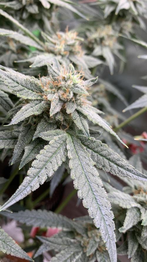 Jelly Donutz - Humboldt Seed Company. Week 7 - #1