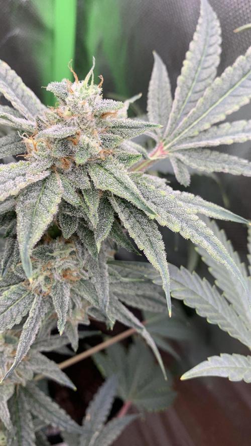 Jelly Donutz - Humboldt Seed Company. Week 7 - #1