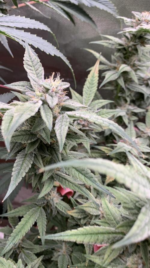 Jelly Donutz - Humboldt Seed Company. Week 7 - #2
