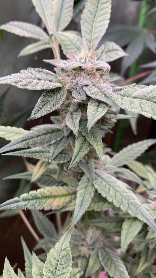 Jelly Donutz - Humboldt Seed Company. Week 7 - #2