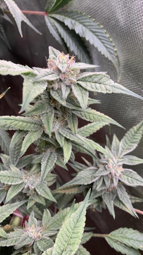 Jelly Donutz - Humboldt Seed Company. Week 7 - #2