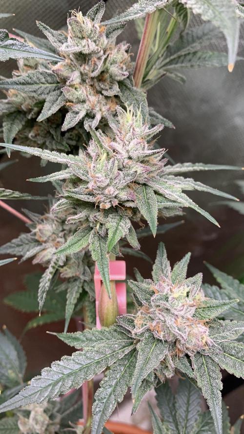 Jelly Donutz - Humboldt Seed Company. Week 7 - #3