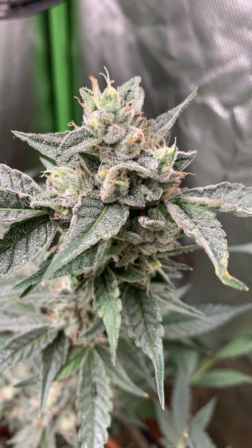Jelly Donutz - Humboldt Seed Company. Week 7 - #3