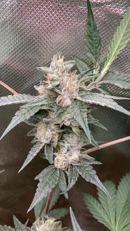 Jelly Donutz - Humboldt Seed Company. Week 7 - #3
