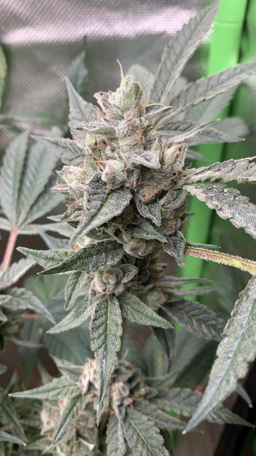 Jelly Donutz - Humboldt Seed Company. Week 7 - #3