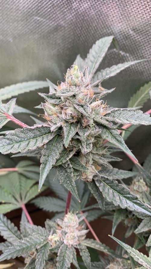 Jelly Donutz - Humboldt Seed Company. Week 7 - #3