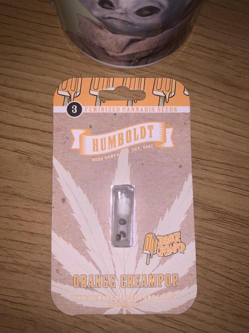 Orange Creampop. Week 0