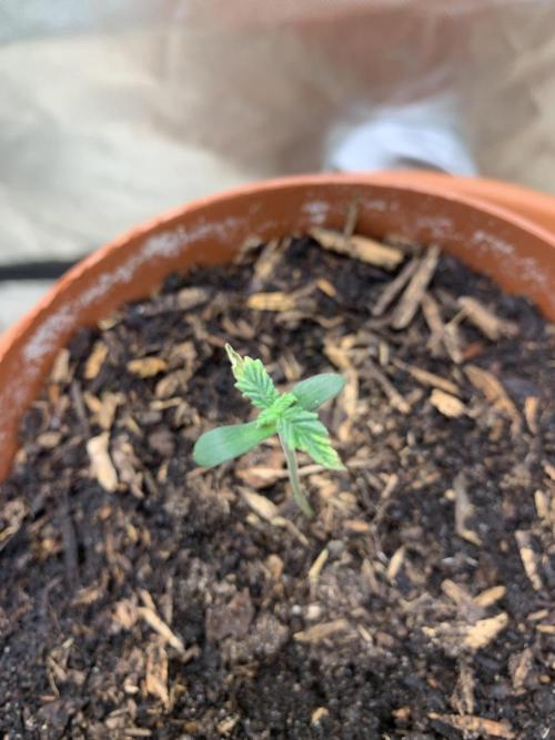 Orange Creampop. Week 1