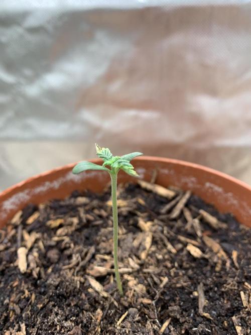 Orange Creampop. Week 1