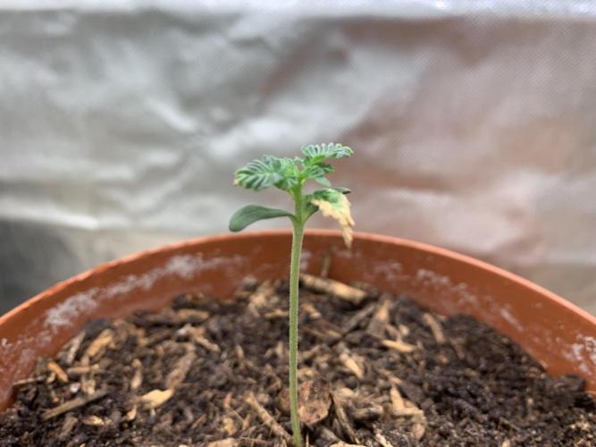 Orange Creampop. Week 2