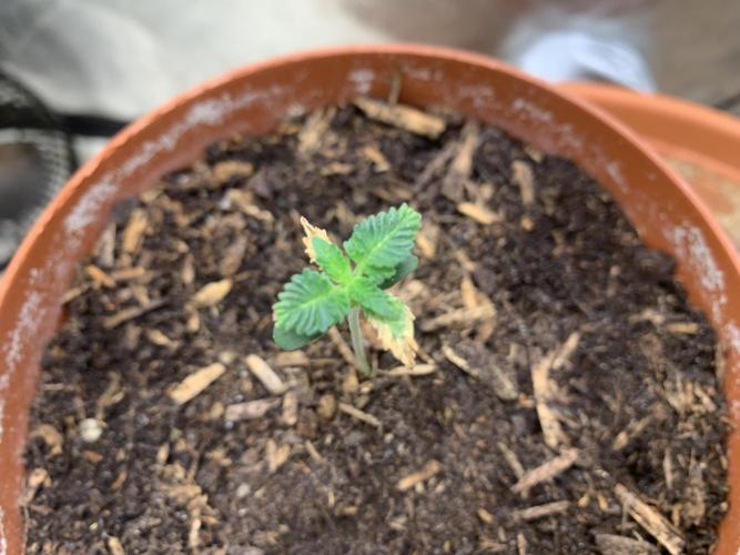 Orange Creampop. Week 2