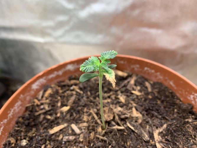 Orange Creampop. Week 2