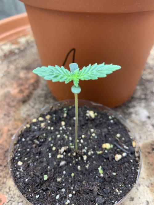 Orange Creampop. Week 3