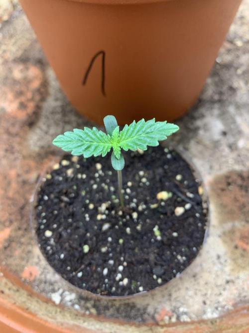 Orange Creampop. Week 3