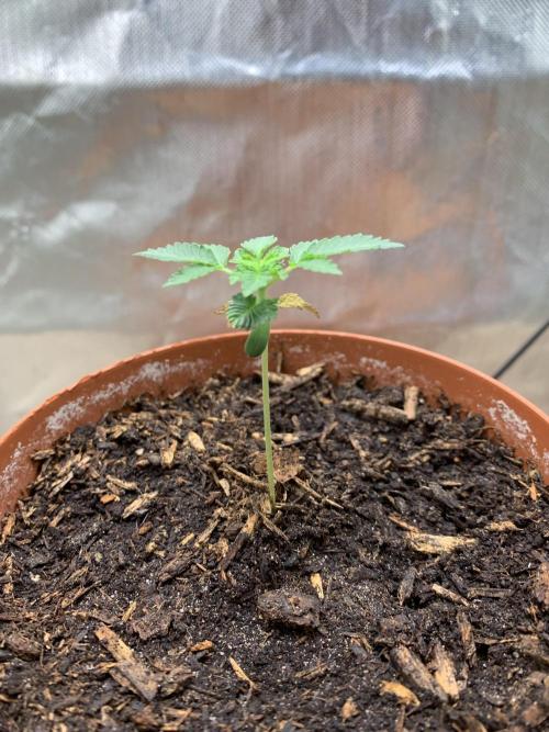 Orange Creampop. Week 3