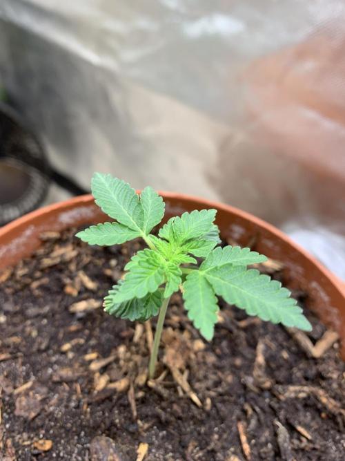 Orange Creampop. Week 3