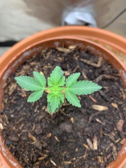 Orange Creampop. Week 3